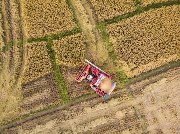 Tractor in a rice farm on harvesting season