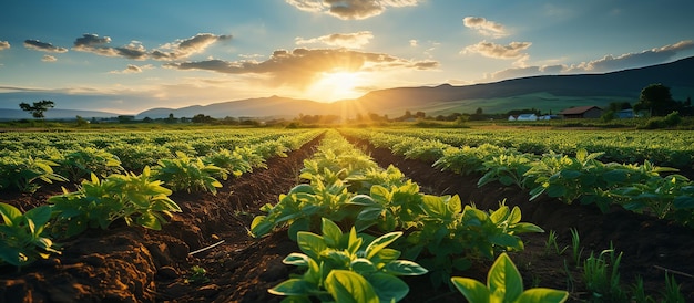 Foto tractor che spruzza pesticidi su un campo di mais con lo spruzzatore in primavera