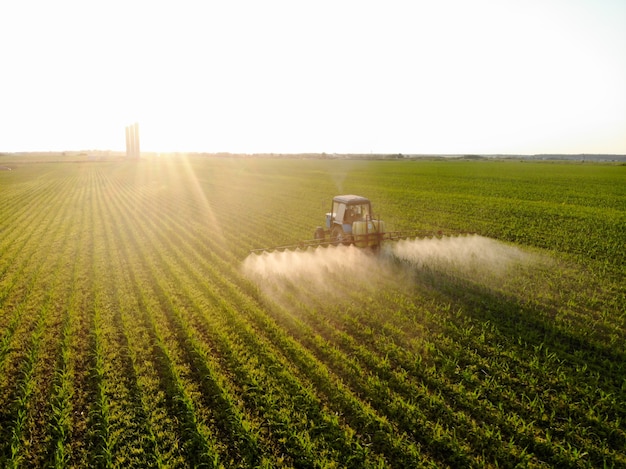 Tractor sprays pesticides on corn fields at sunset