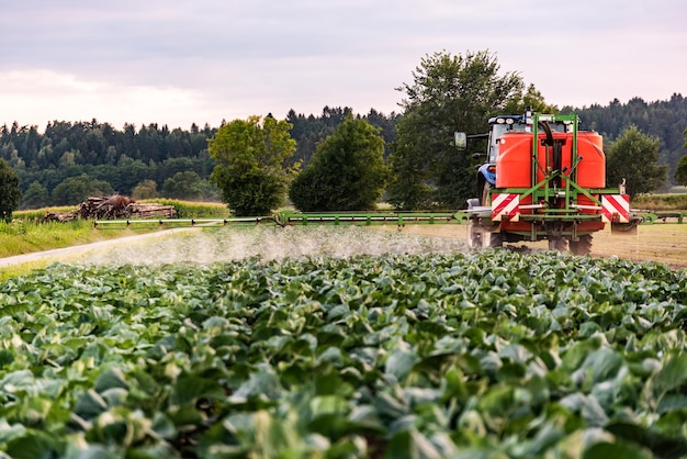 Tractor spuit pesticiden op een koolveld