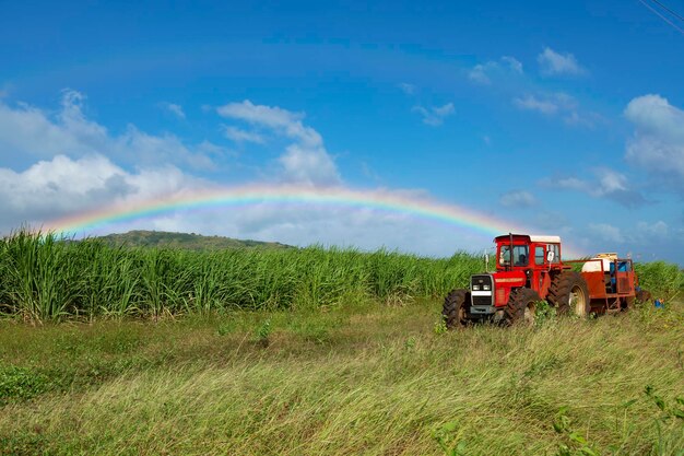 Foto trattorio in un campo di canna da zucchero con arcobaleno e cielo blu