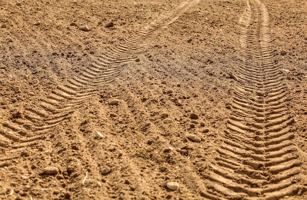 Tractor tire print in dry field, lit by sun.