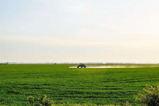 Photo tractor with the help of a sprayer sprays liquid fertilizers on young wheat in the field