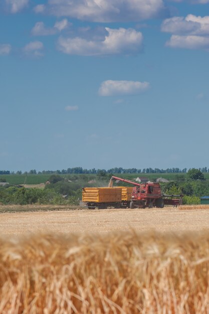 Tractors harvest wheat on the field, summer agricultural landscape