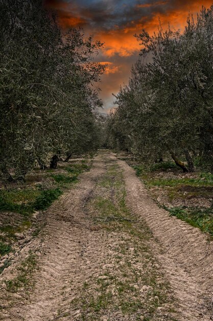 Trades and traditional jobs in the olive grove cutting branches