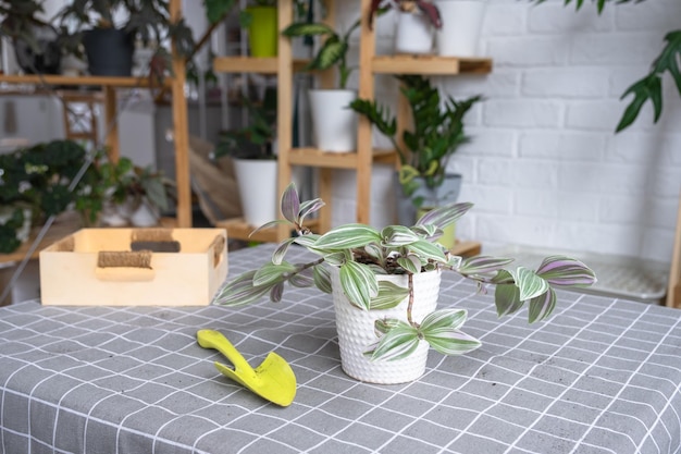 Photo tradescantia on the floral table for transplanting and caring for domestic plants in the interior of a green house with potted plants