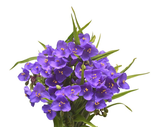 Tradescantia 꽃은 흰색 배경에 분리된 잎이 있는 섬세한 부케입니다. 꽃 패턴, 개체입니다. 평평한 평지, 평면도