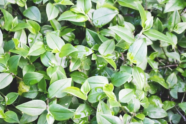 Tradescantia fluminensis green leaves texture