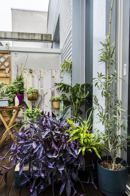 Tradescantia pallida and aloe vera a small olive tree and other plants wet from rain on a penthouse terrace on a rainy winter day