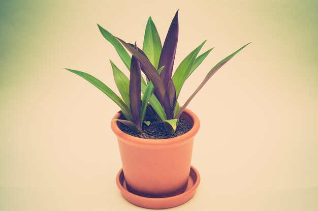 Tradescantia in pot