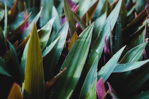 Tradescantia spathacea achtergrond en natuur achtergrond