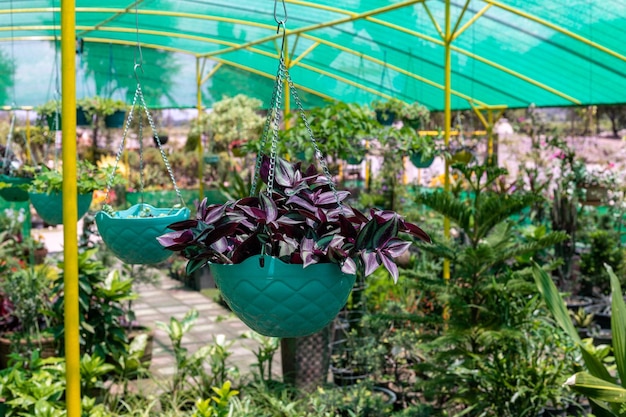 Tradescantia zebrina wandering Jew in a hanging basket