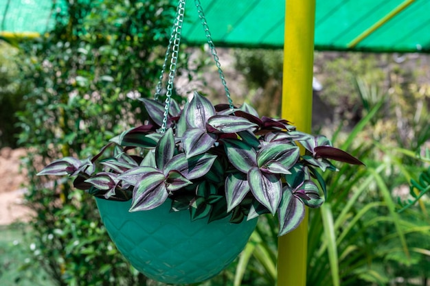 Photo tradescantia zebrina or zebrina pendula also known as wandering jew plant in a hanging basket