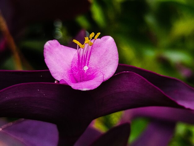 Photo tradescantia