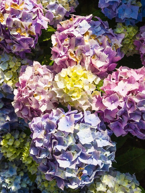 Foto l'ortensia bretone tradizionale fiorisce dopo la pioggia