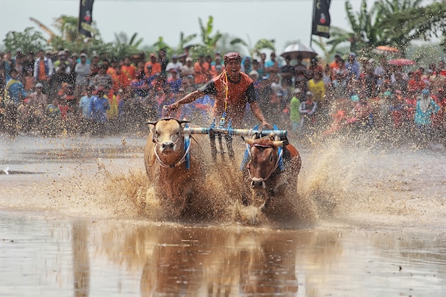 traditional brujul cattle after harvest in Java