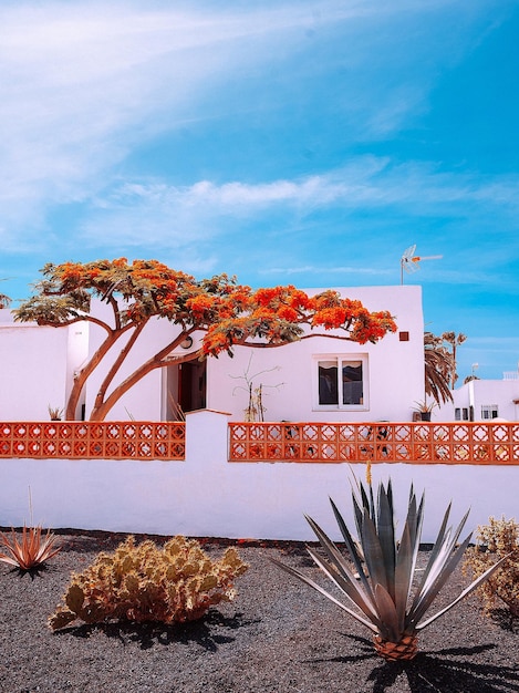 写真 カナリア諸島の伝統的な家と庭旅行美的スタイリッシュな壁紙