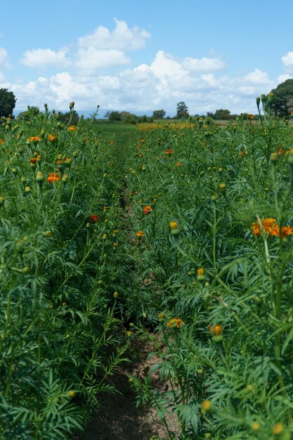 Fiori tradizionali di cempasuchil (calendula) usati per la tradizionale 