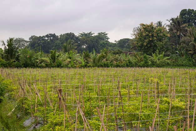 Banyuwangi Regency Indonesia의 전통 고추 재배