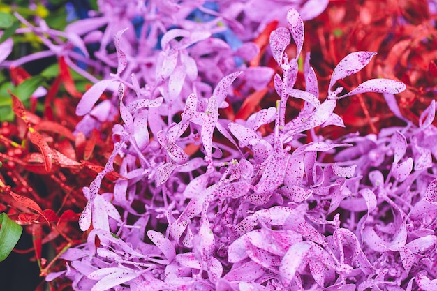 Traditional Christmas natural mistletoe decoration in the street shop