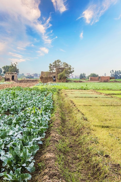 Traditional egyptian village near cairo, egypttraditional\
egyptian village near cairo, egypt