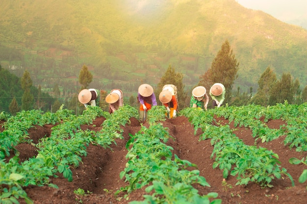 Traditional farmer working at the green field