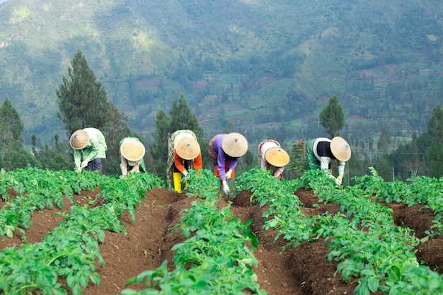 Traditional farmer working at the green field