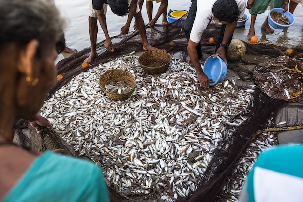 伝統的な釣りインド