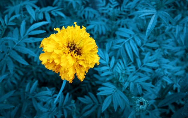 Traditional flower cempasuchil or marygold Holiday Day of the Dead or Dia de los muertos in Mexico