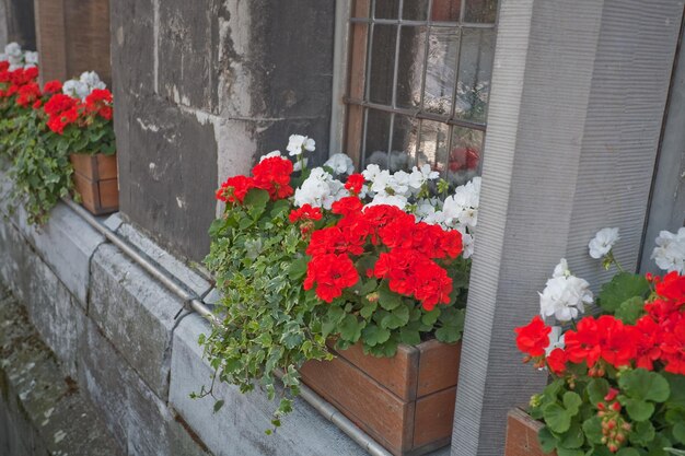 Traditional geranium flower