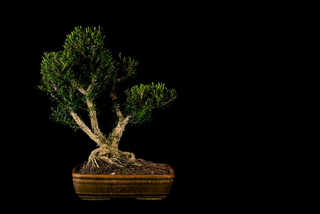 A traditional Japanese bonsai miniature tree in a pot isolated on a black background