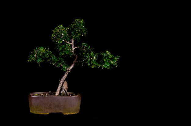 A traditional Japanese bonsai miniature tree in a pot isolated on a black background