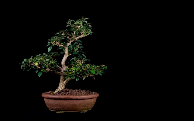 A traditional Japanese bonsai miniature tree in a pot isolated on a black background