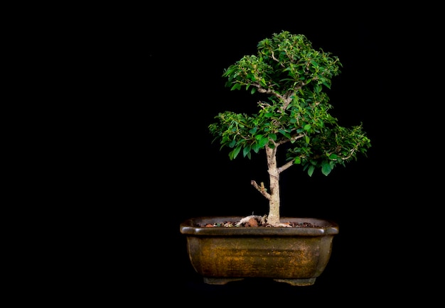 A traditional Japanese bonsai miniature tree in a pot isolated on a black background