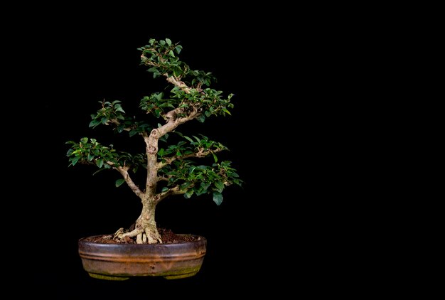 A traditional Japanese bonsai miniature tree in a pot isolated on a black background