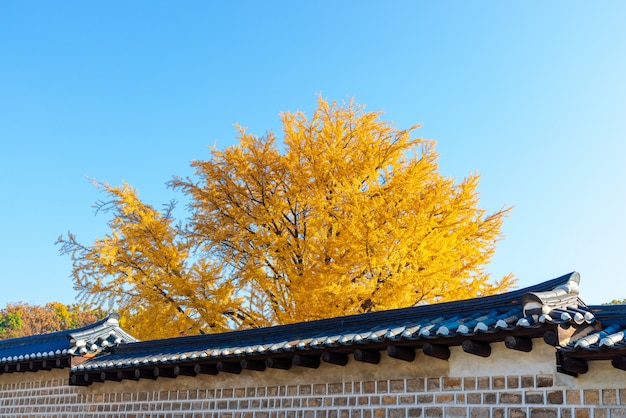 Traditional Korean brick walland yellow Ginkgo tree