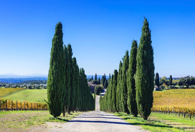 Traditional landscape of Tuscany - vineyards and cypresses. Italy