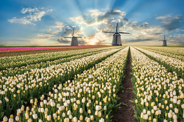 Traditional landscape with tulip fields and windmill