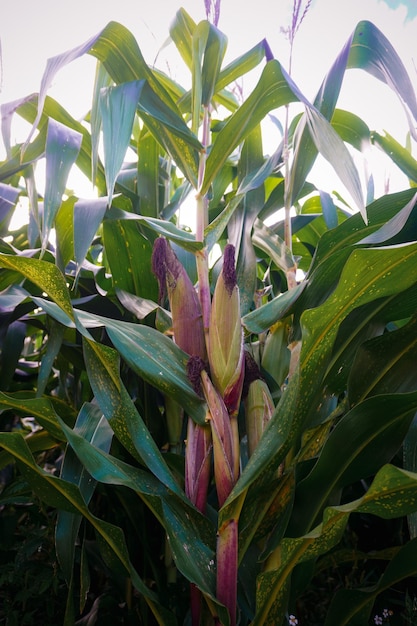 Foto agricoltura tradizionale messicana