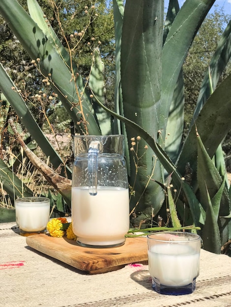 Traditional Mexican fermented drink called Pulque in clay cups with agave cactus