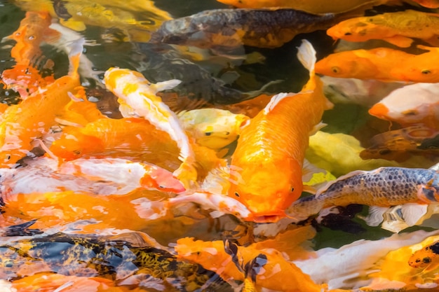 池の美しい鯉の伝統的な観賞魚