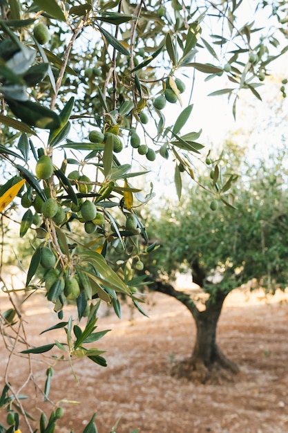 Traditional plantation of olive trees in Sicily Italy