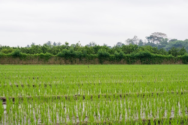 Riso tradizionale nel distretto di banyuwangi indonesia