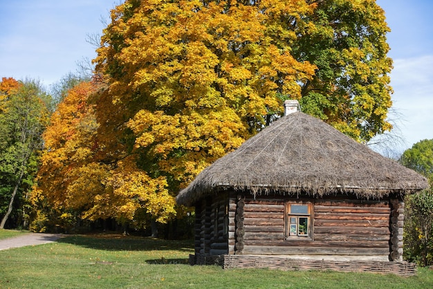 Traditional russian log house with straw roof and one window in front of autumn lane with yellow autumn maple trees under direct sun light