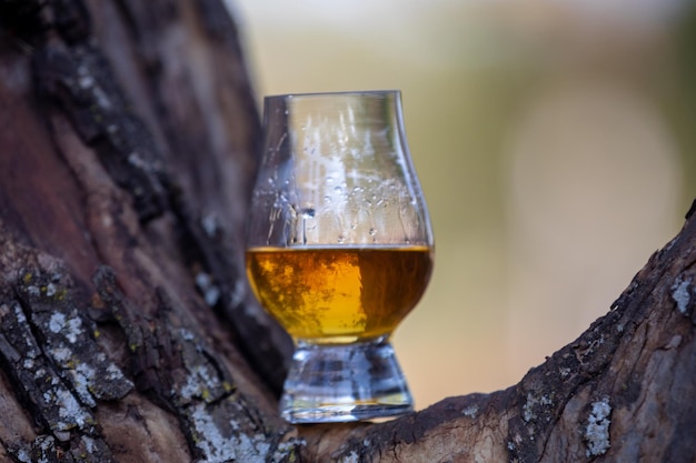 Traditional Single malt Scotch whiskey in the Glencairn glass in selective focus