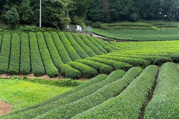 Traditional Tea field