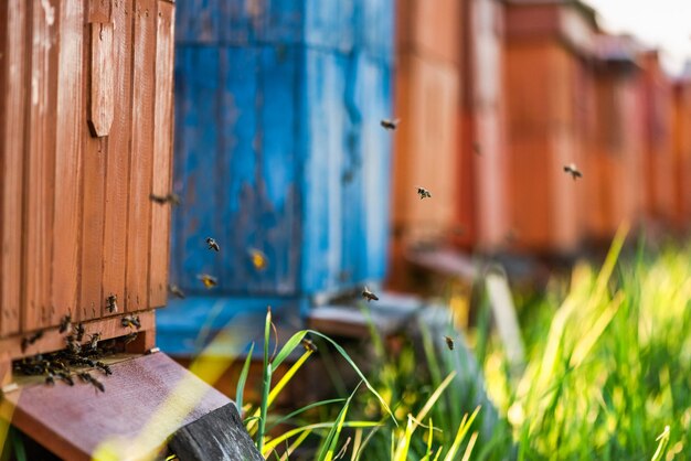 花から花粉を収集する牧草地の蜂の屋外で伝統的な木製の蜂の巣