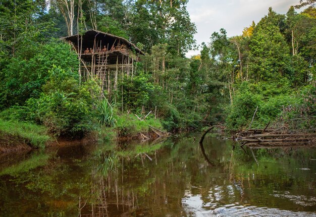 Traditioneel huis van de Korovai-stam op de boom in de jungle.