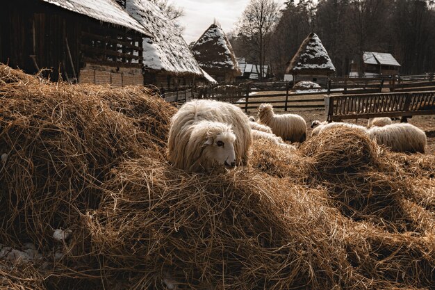 Traditioneel Roemeens platteland met een kudde schapen voor het dorp Astra Folk Museum