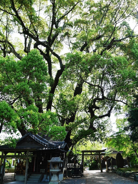 Traditionele gebouwen in het park